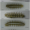 bren daphne larva5 volg1